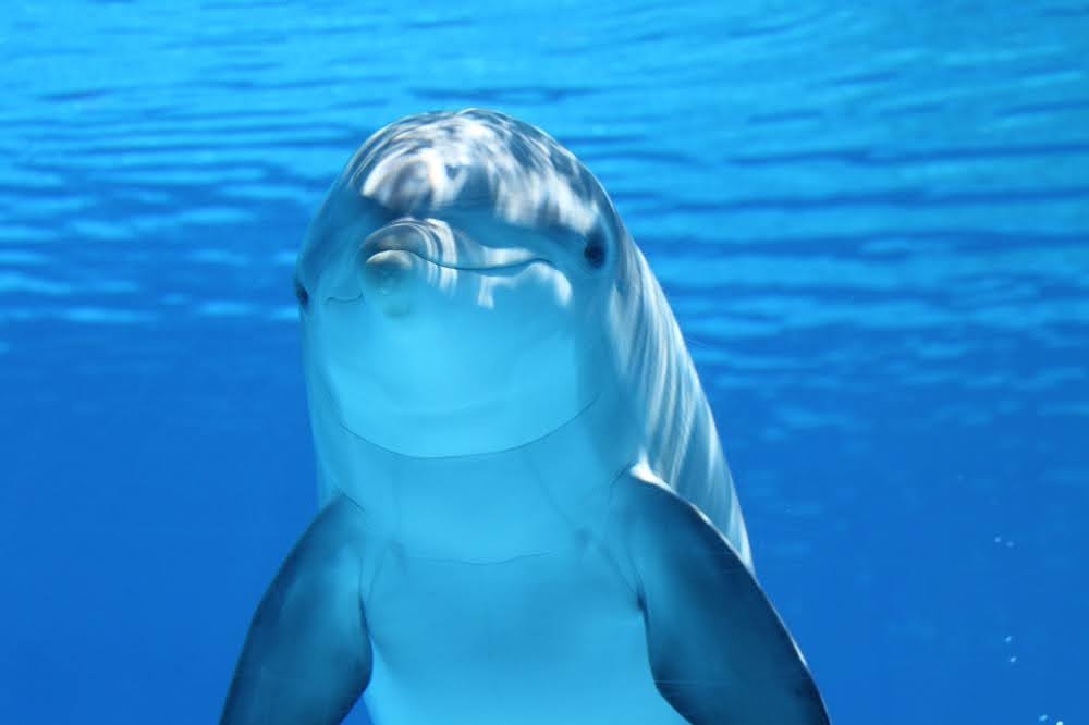 5 Amazing Facts About Dolphins