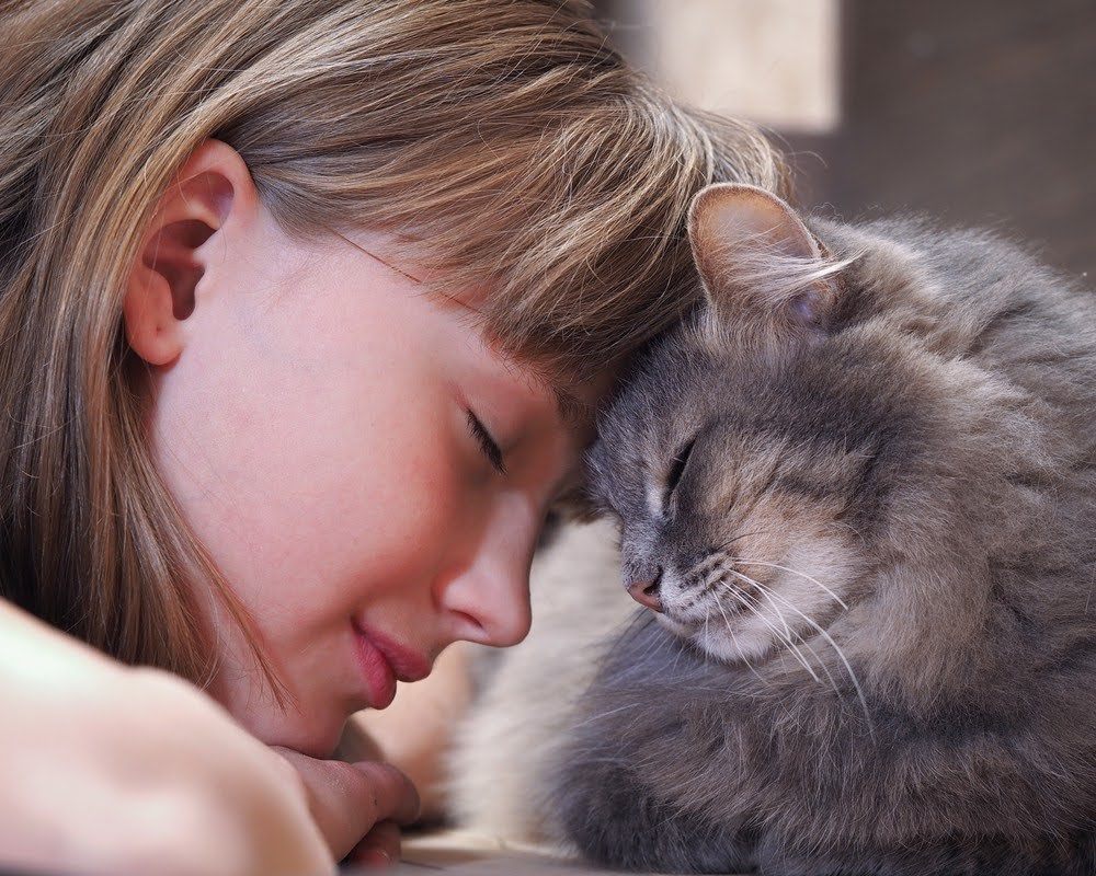 10 Astonishing Signs That Your Cat Truly Loves You