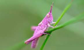 Woahh! "Rare Pink Grasshopper Sighted in UK"